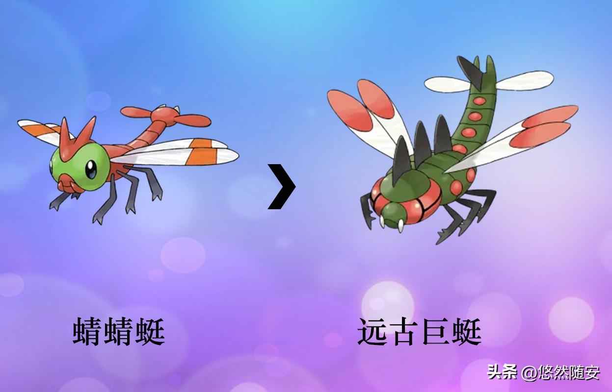 菊草叶进化图图片